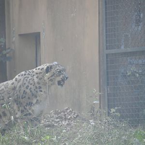 Snow Leopard