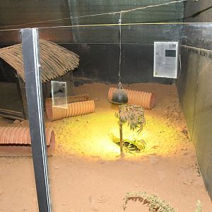 Nocturnal House (Large Hairy Armadillo exhibit)