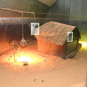 Nocturnal House (Large Hairy Armadillo exhibit)
