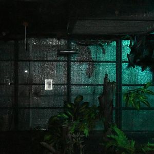 Nocturnal House (Indian Flying Foxes exhibit)