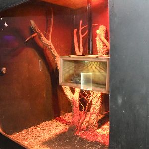 Nocturnal House (Sugar Gliders exhibit)