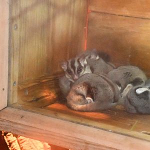 Sugar Gliders