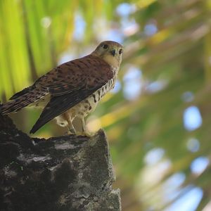 mauritius kestrel nov 2022 vallée de Ferney