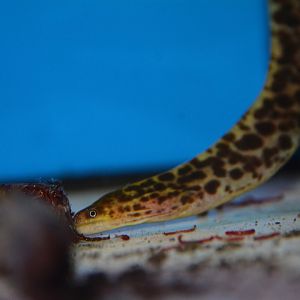 Tiger freshwater moray (Gymnothorax polyuranodon)