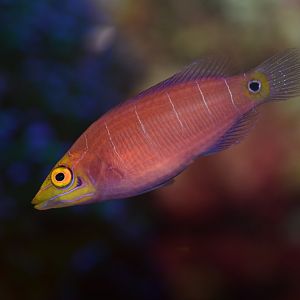 Whitebarred wrasse (Pseudocheilinus ocellatus)
