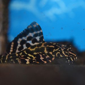 Rio Parnaiba pleco (Pterygoplichthys parnaibae)