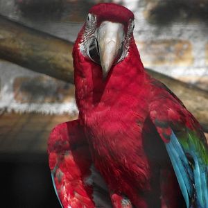 Green-winged Macaw - Zooparc de Beauval - 10/2020