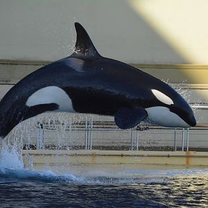 Killer whale (Orcinus orca)