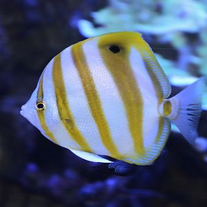 Sixspine butterflyfish (Parachaetodon ocellatus)