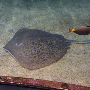 Honeycomb stingray (Himantura uarnak)