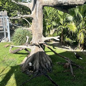 American Bald Eagle Exhibit