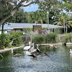American White Pelican, Brown Pelican, and Great Blue Heron