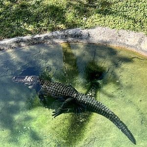 American Alligator
