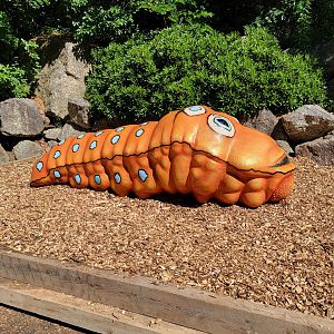 Squam Lakes NSC, 7/22 - Giant Insects, Spicebush Swallowtail Caterpillar