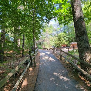 Squam Lakes NSC, 7/22 - Path past wood energy exhibit