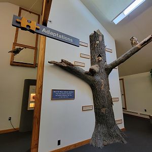 Squam Lakes NSC, 7/22 - Trailhead Gallery, adaptations