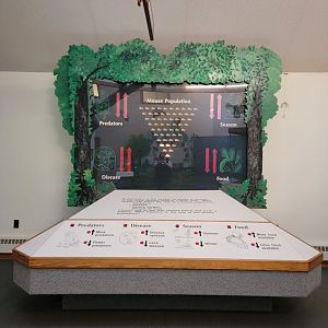 Squam Lakes NSC, 7/22 - Trailhead Gallery, predators