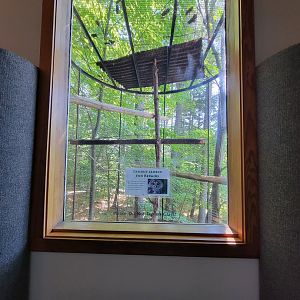 Squam Lakes NSC, 7/22 - Trailhead Gallery, Barred Owl (temporarily empty)