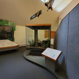 Squam Lakes NSC, 7/22 - Trailhead Gallery, White-footed Mice