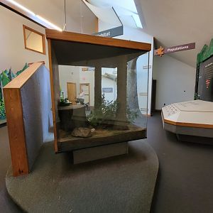 Squam Lakes NSC, 7/22 - Trailhead Gallery, White-footed Mice