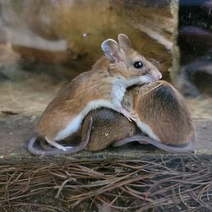 Squam Lakes NSC, 7/22 - Trailhead Gallery, White-footed Mice