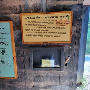 Squam Lakes NSC, 7/22 - Life Underground, ants and soil