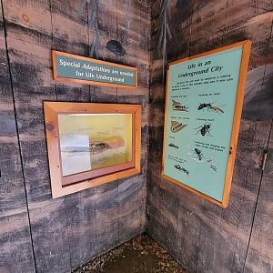 Squam Lakes NSC, 7/22 - Life Underground, ant adaptations