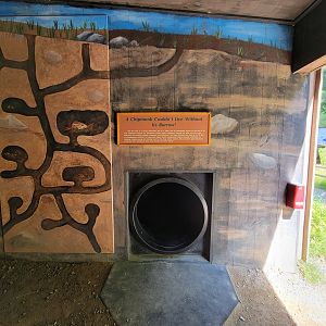 Squam Lakes NSC, 7/22 - Life Underground, pretend to be a chipmunk