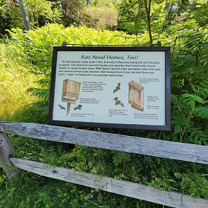 Squam Lakes NSC, 7/22 - Bats need homes, too