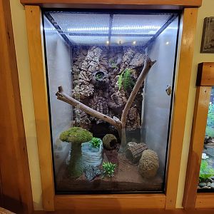 Squam Lakes NSC, 7/22 - Water Matters, American toad and gray treefrog