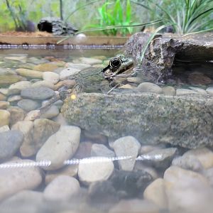 Squam Lakes NSC, 7/22 - Water Matters, Green frog