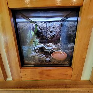 Squam Lakes NSC, 7/22 - Water Matters, Wood frog