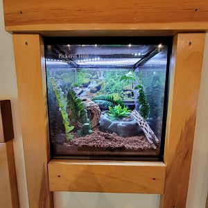 Squam Lakes NSC, 7/22 - Water Matters, Pickerel frog