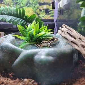 Squam Lakes NSC, 7/22 - Water Matters, Pickerel frog