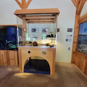 Squam Lakes NSC, 7/22 - Water Matters, Turtles