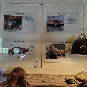 Squam Lakes NSC, 7/22 - Water Matters, Turtles info