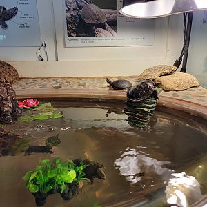 Squam Lakes NSC, 7/22 - Water Matters, Turtles
