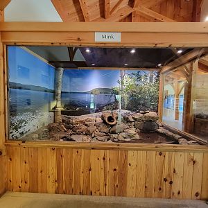 Squam Lakes NSC, 7/22 - Water Matters, Mink