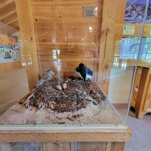 Squam Lakes NSC, 7/22 - Water Matters, Loon diorama