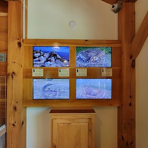 Squam Lakes NSC, 7/22 - Water Matters, Critter cams from around the country