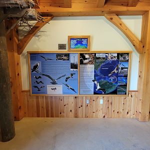 Squam Lakes NSC, 7/22 - Water Matters, Ospreys