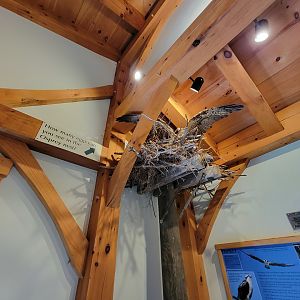 Squam Lakes NSC, 7/22 - Water Matters, Osprey