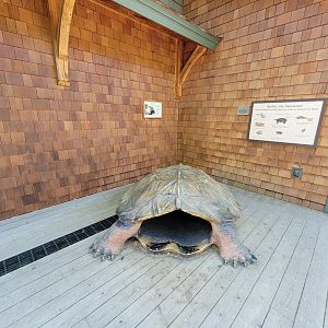 Squam Lakes NSC, 7/22 - Water Matters, Turtle info