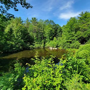 Squam Lakes NSC, 7/22 - Pond outside Water Matters