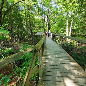 Squam Lakes NSC, 7/22 - Main path