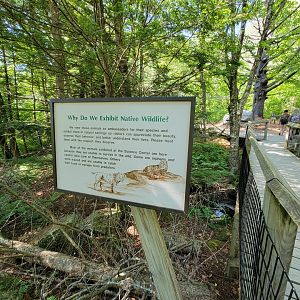 Squam Lakes NSC, 7/22 - Why do we exhibit native wildlife?