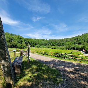 Squam Lakes NSC, 7/22 - Meadow, geology area