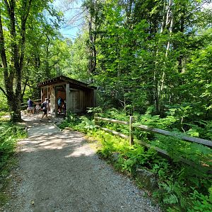 Squam Lakes NSC, 7/22 - Coyote viewing