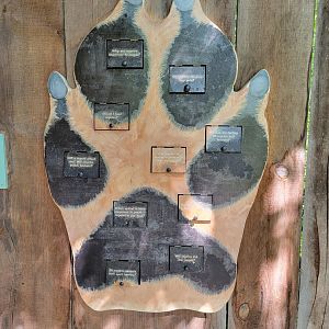 Squam Lakes NSC, 7/22 - Coyote questions and answers