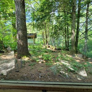 Squam Lakes NSC, 7/22 - Coyote exhibit (human is a reflection)